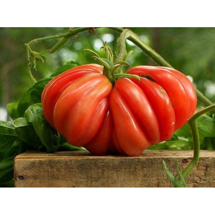 Rare Zapotec Ribbed Tomato Heirloom Organic Seeds - 293.223938