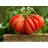 Graines De Tomate Indiens ZAPOTEC Ribbed