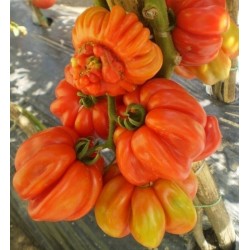 Rare Zapotec Ribbed Tomato Heirloom Organic Seeds