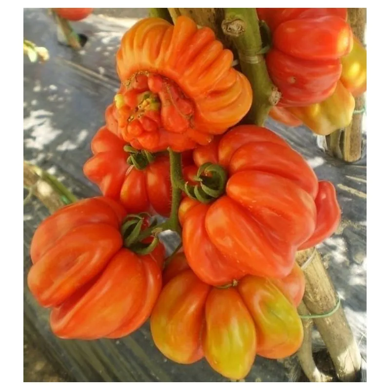 Semillas de tomate Indios ZAPOTEC