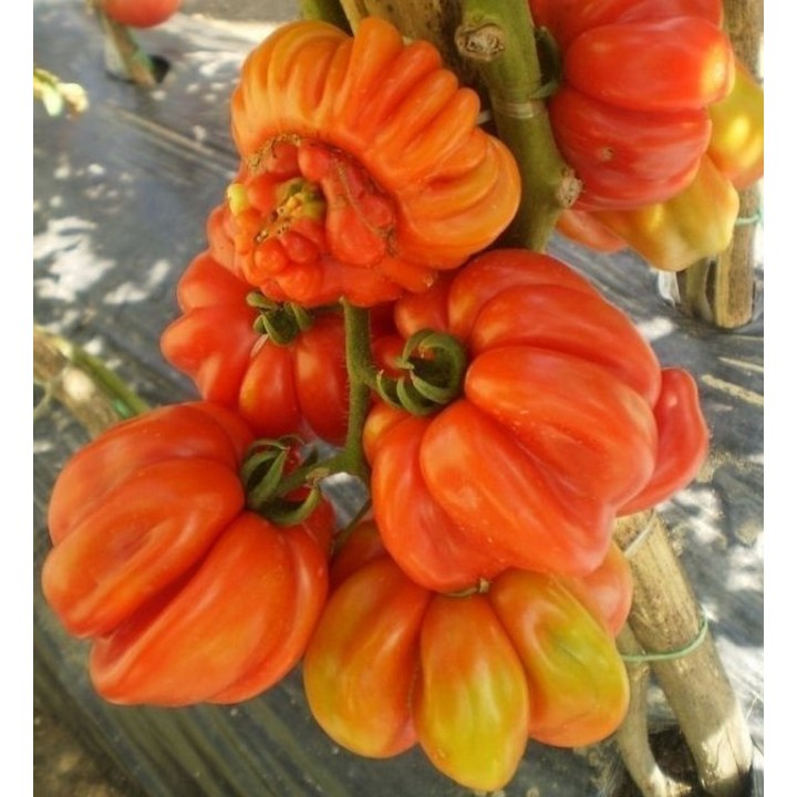 Rare Zapotec Ribbed Tomato Heirloom Organic Seeds - 293.223938