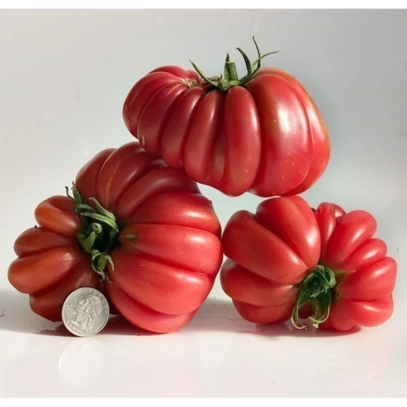 Graines De Tomate Indiens ZAPOTEC Ribbed