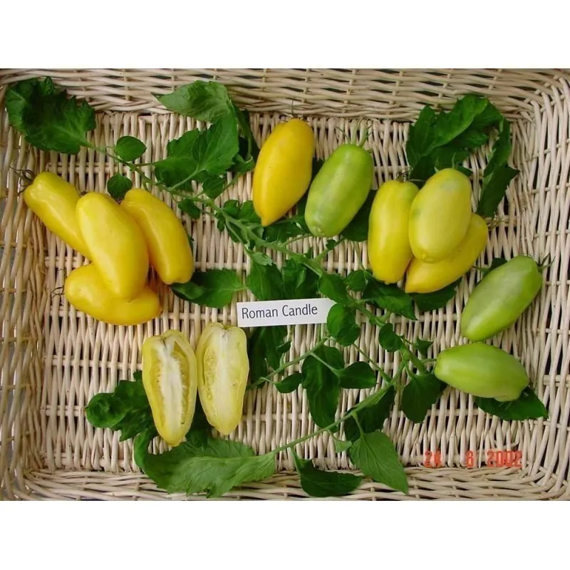 Graines de Tomate BOUGIE ROMAINE