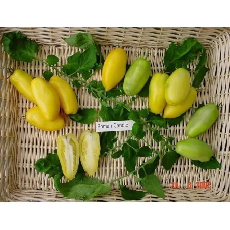 Graines de Tomate BOUGIE ROMAINE