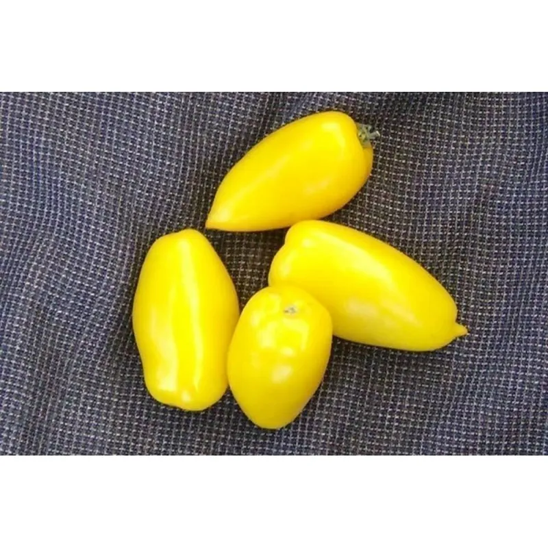 Graines de Tomate BOUGIE ROMAINE