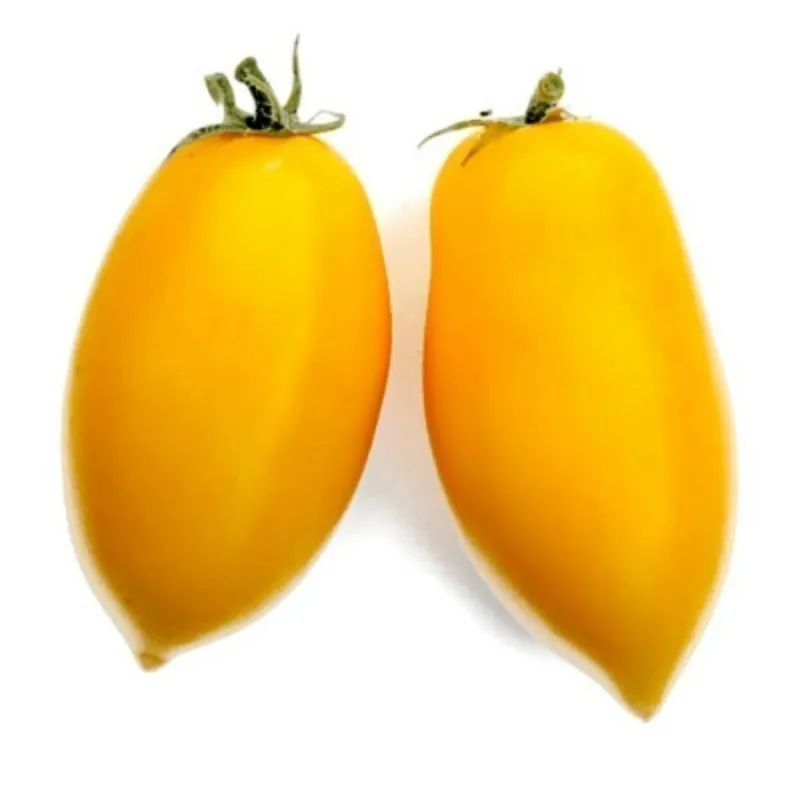 Graines de Tomate BOUGIE ROMAINE