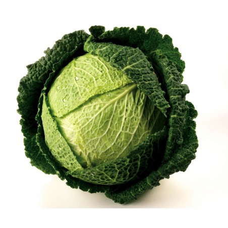 Price: €1.4 - Savoy Cabbage Seeds Iron Head -