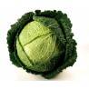Price: €1.4 - Wirsing Samen Eisenkopf - 