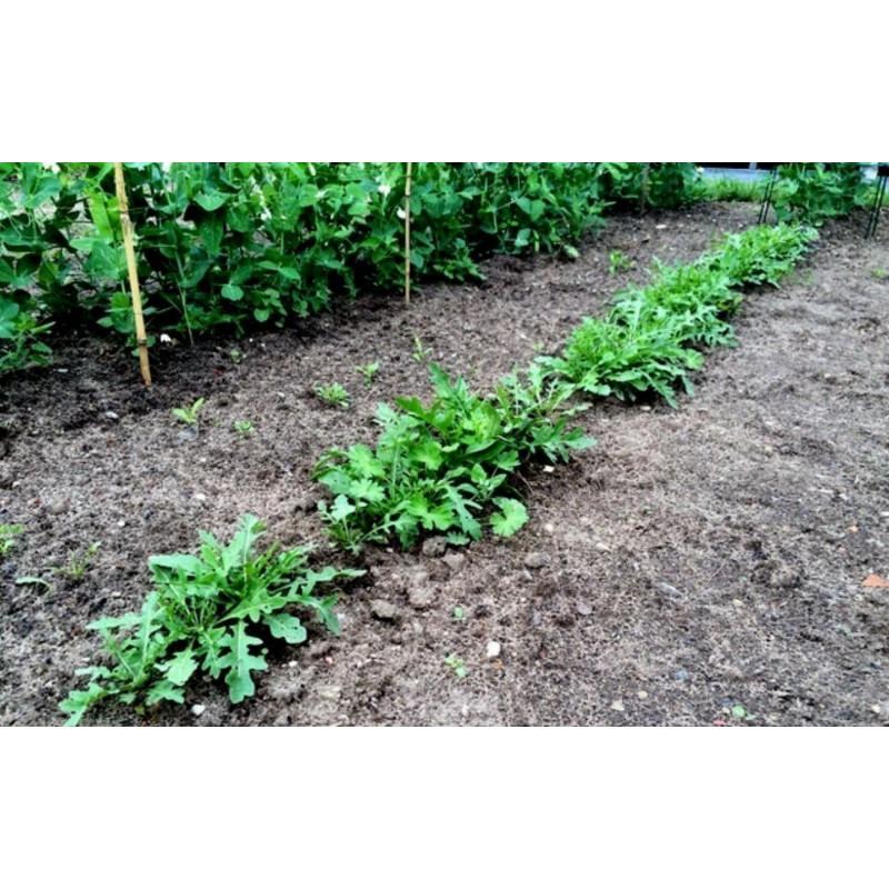 Price: €2.15 - 600 Seeds salad rocket, roquette, rucola, rugula - 
