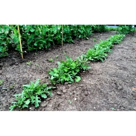 600 Seeds salad rocket, roquette, rucola, rugula