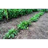 Price: €2.15 - 600 Seeds salad rocket, roquette, rucola, rugula - 