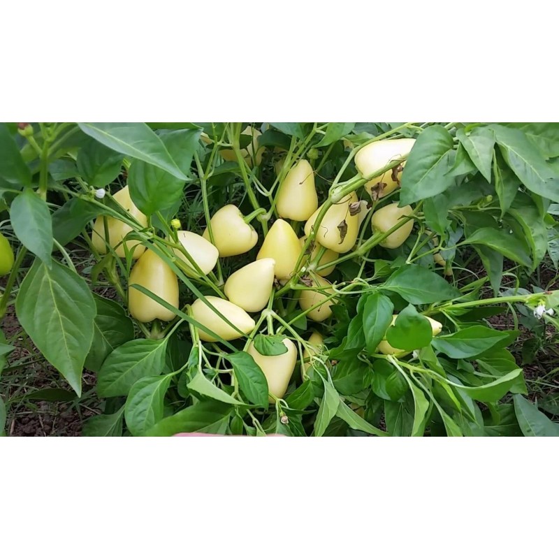 Price: €1.85 - Semi di Peperoncino Piccante Somborka - Seeds Gallery