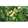 Somborka hot bell pepper seeds