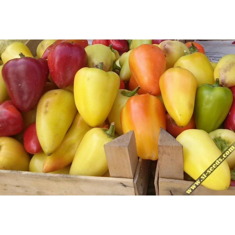 Price: €1.85 - Καυτερή πιπεριά σπόρους Somborka - Seeds Gallery
