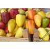Price: €1.85 - Semi di Peperoncino Piccante Somborka - Seeds Gallery
