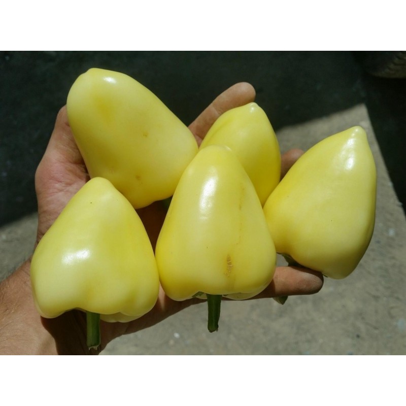 Price: €1.85 - Semi di Peperoncino Piccante Somborka - Seeds Gallery