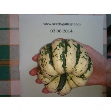 Price: €1.7 - Semillas de calabaza Cucurbita pepo "Sweet Dumpling" -