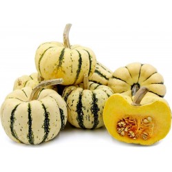 Squash Frön Cucurbita pepo "Sweet Dumpling"