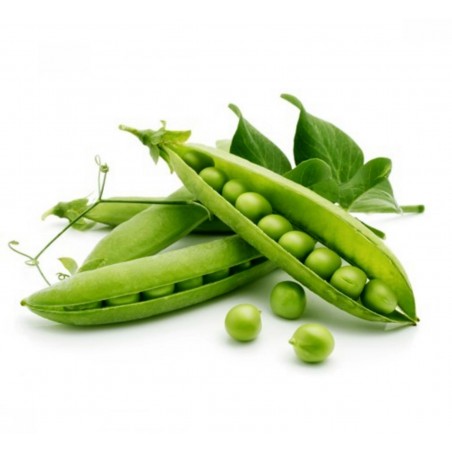 Price: €1.45 - Ärt Frön "British Wonder" (Pisum sativum) -