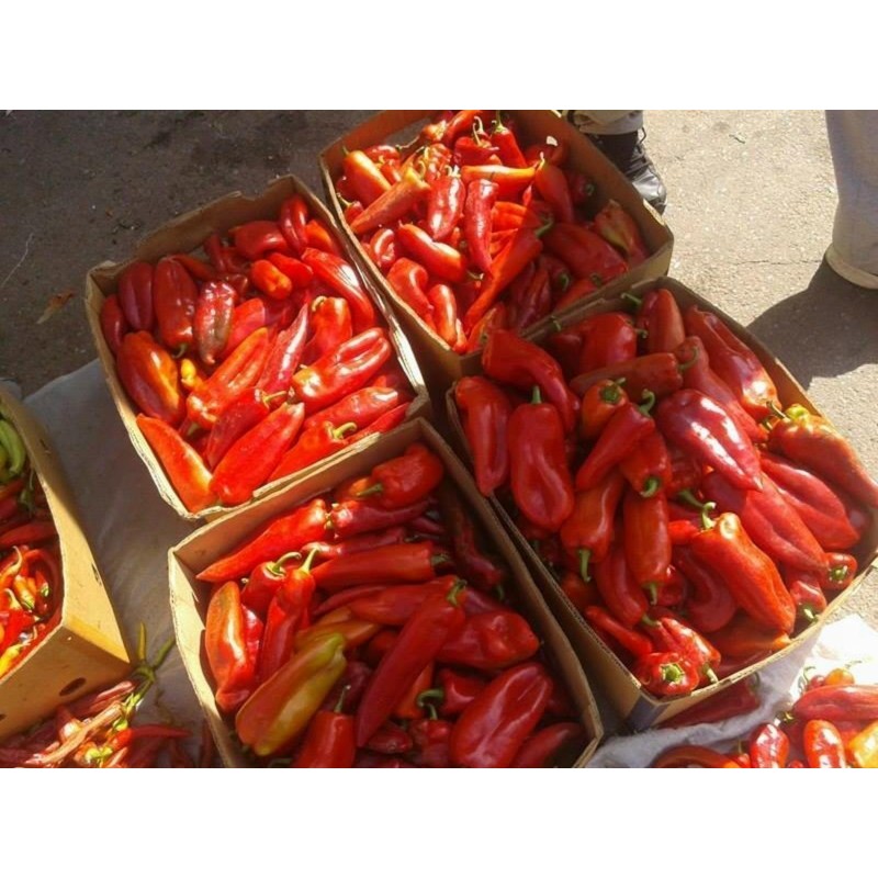 Price: €1.95 - Graines de poivron doux Kurtovska Kapija - 