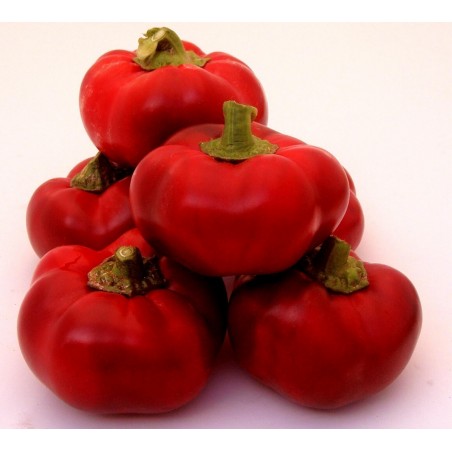 Price: €1.55 - Söt paprika Frön Rotund -