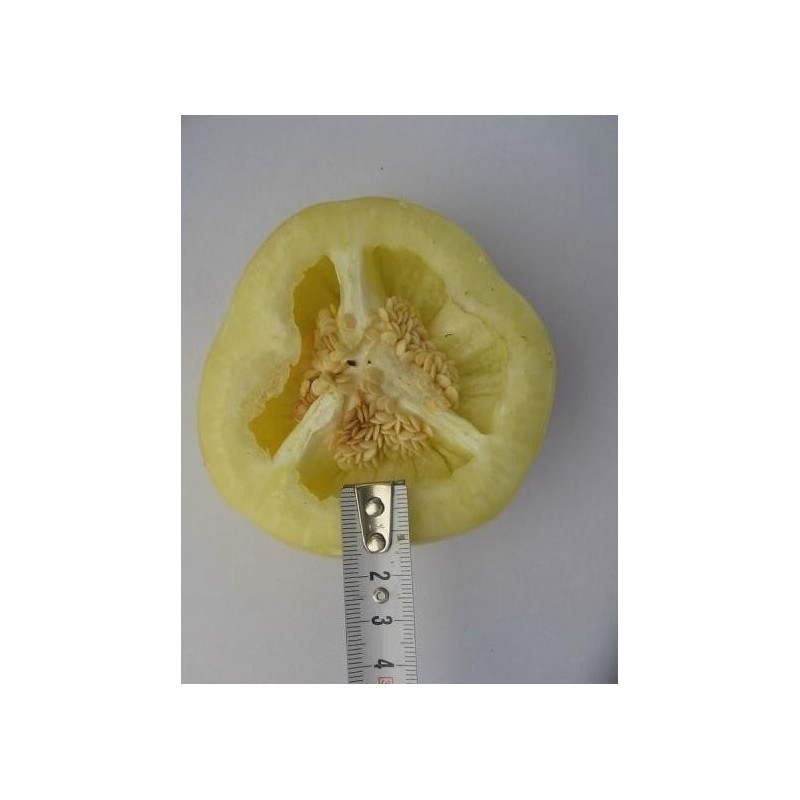 Semillas de pimienta-dulce-roja ROTUND amarillo | 2,25 €