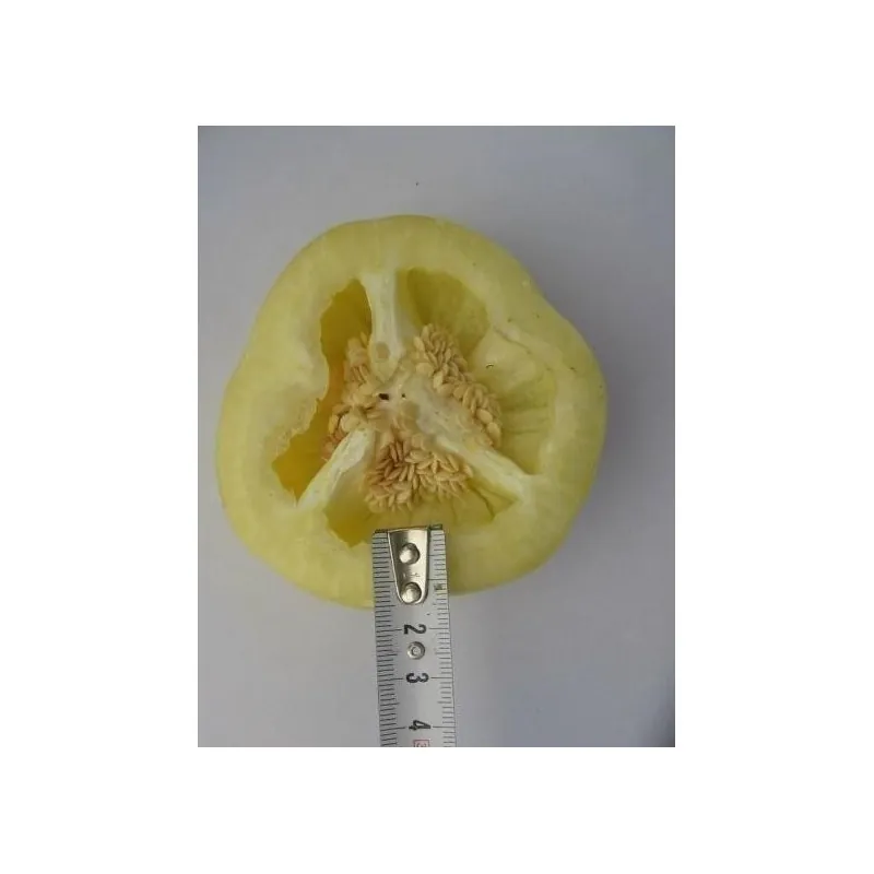 Sweet Pepper Seed ROTUND Yellow