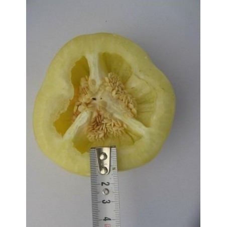 Semillas de pimienta-dulce-roja ROTUND amarillo | 2,25 €