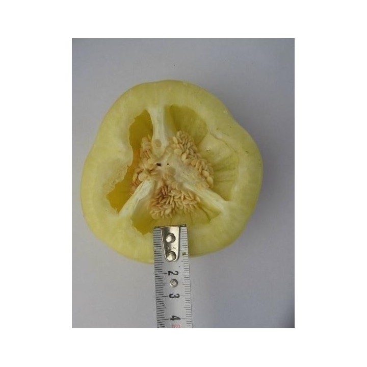 Sweet Pepper Seed ROTUND Yellow - 263.901544