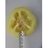 Sweet Pepper Seed ROTUND Yellow