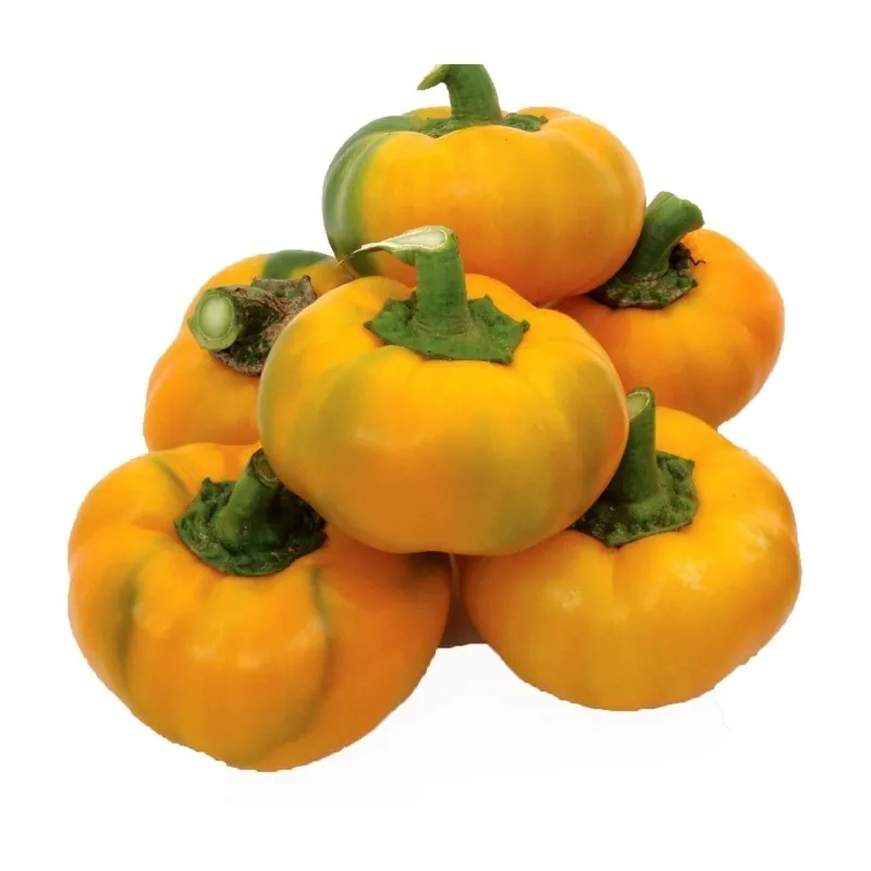 Paprika Samen ROTUND gelb