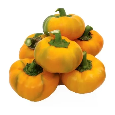 Sweet Pepper Seed ROTUND Yellow