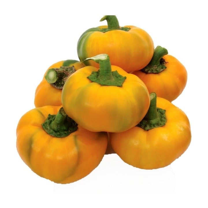 Sweet Pepper Seed ROTUND Yellow - 263.901544