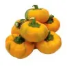 Paprika Samen ROTUND gelb