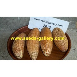 Graines de Concombre Poona Kheera