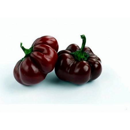 Price: €1.95 - Paprika Samen MINI BELL Chocolate - Seeds Gallery