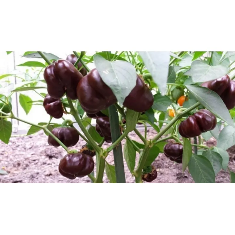 Paprika Samen MINI BELL Chocolate