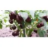 Paprika Samen MINI BELL Chocolate