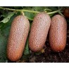 Price: €1.65 - Semillas de Pepino Poona Kheera - 