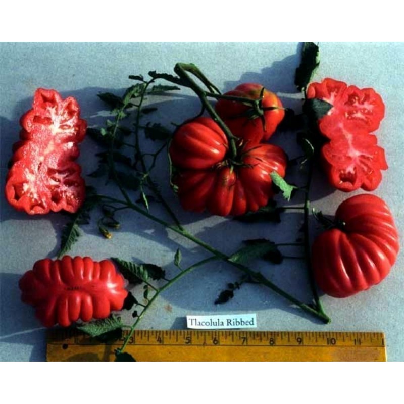 Price: €1.95 - Seme Paradajza Tlacolula Rebrasti (ribbed) - Seeds Gallery