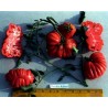 Price: €1.95 - Semillas de tomate TLACOLULA RIBBED - Seeds Gallery