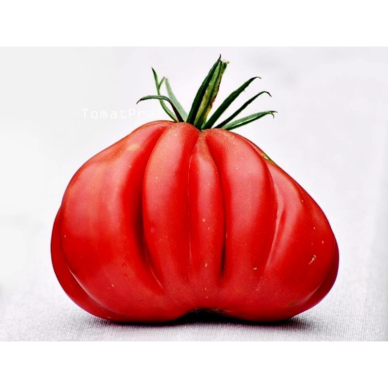 Price: €1.95 - Tlacolula Ribbed Tomatensamen - Seeds Gallery