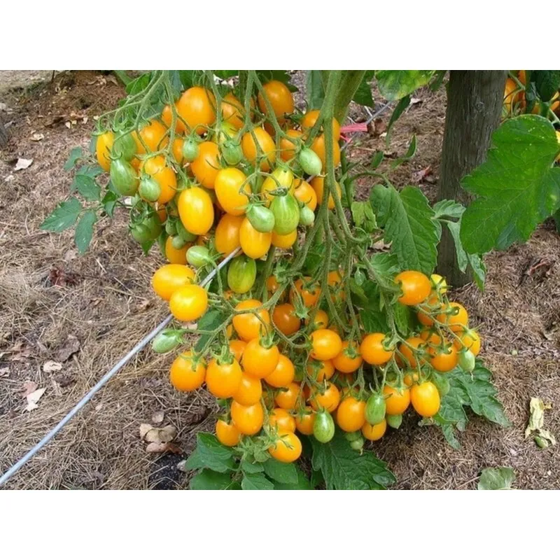 Graines de Tomate ILDI