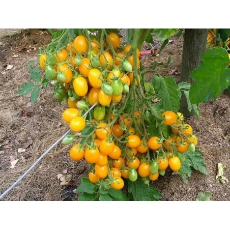 Graines de Tomate ILDI