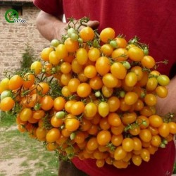 Price: €1.5 - Semi di Pomodoro Giallo ILDI - 
