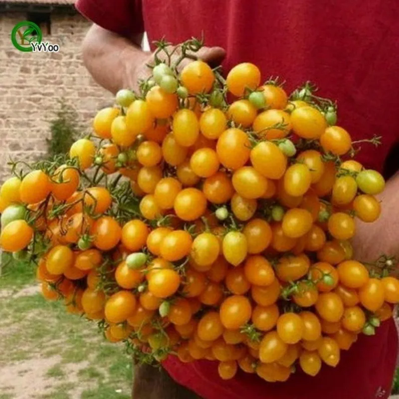 Tomaten Samen ILDI