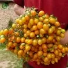 Sementes de Tomate ILDI
