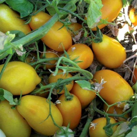 Price: €2 - Tomato Seeds GOLDEN SAN MARZANO -