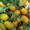 Seme Paradajza Zlatni – Golden San Marzano