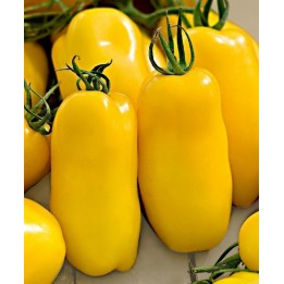 Graine De Tomate San Marzano Jaune - 234.57915